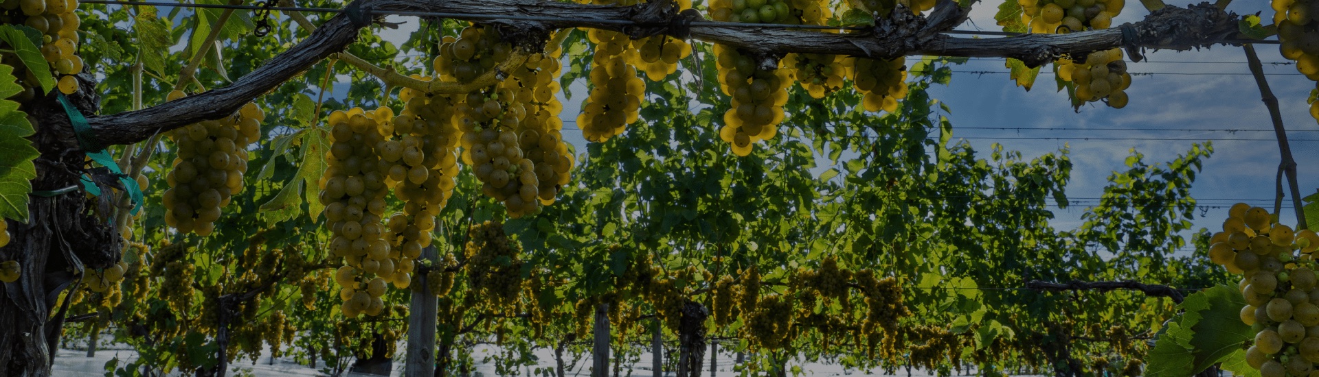 Barrel Oak Winery - Ripe White Grapes