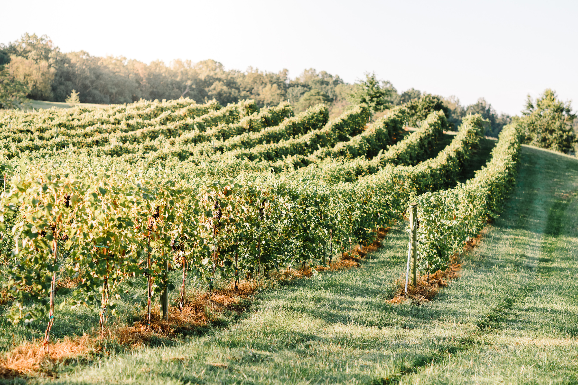 Barrel Oak Wine Run 5k